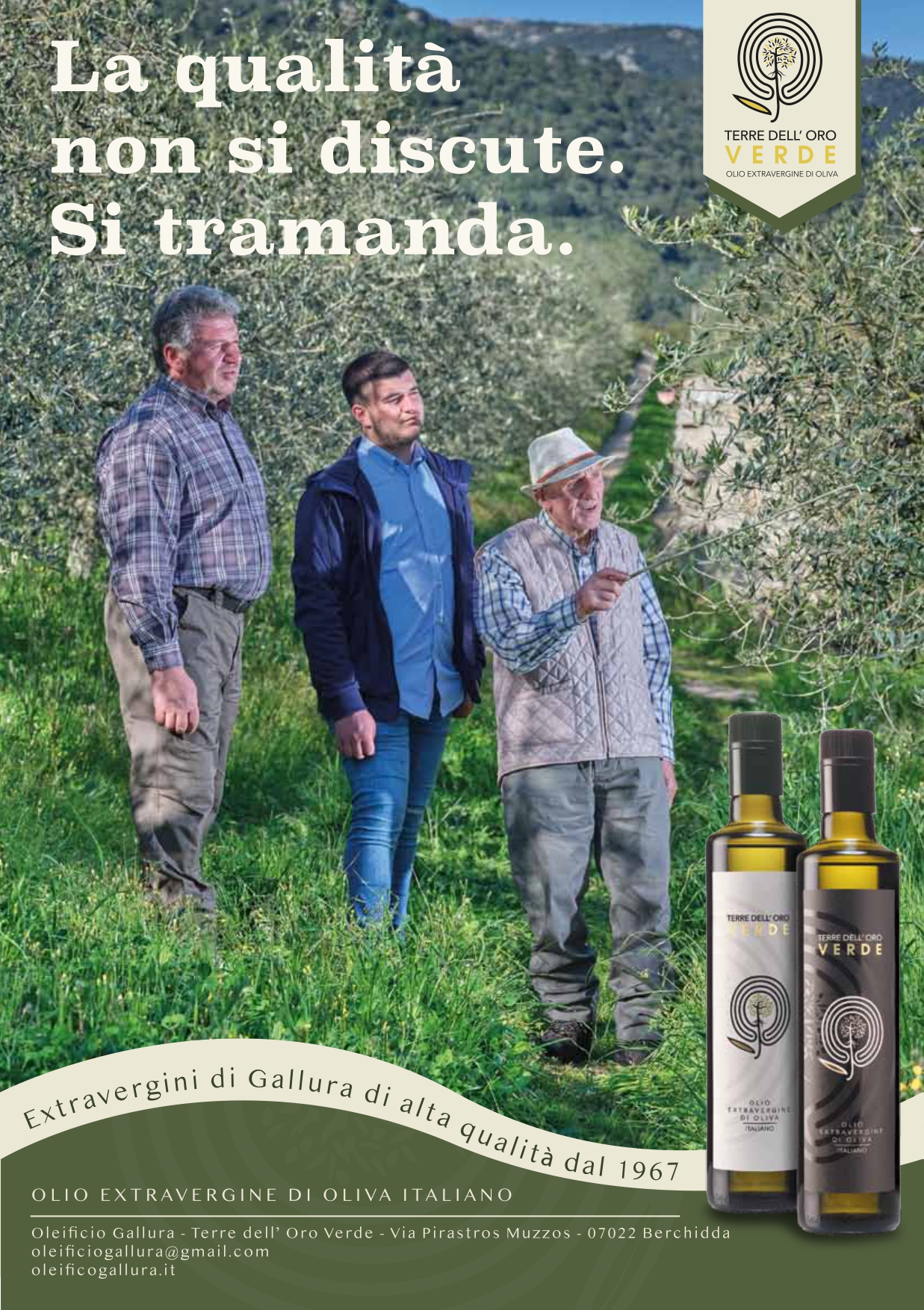 Olive e olio in Gallura: le caratteristiche e gli usi in cucina